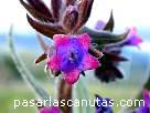 fotos de flores - flor bicolor