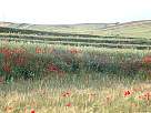 foto de paisaje de florecillas, amapolas y espigas