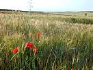 fotograf�a de paisaje de campo de cebada y amapolas