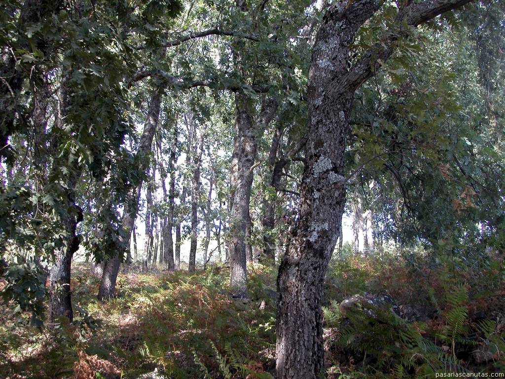 fondo de pantalla de paisaje de bosque de robles