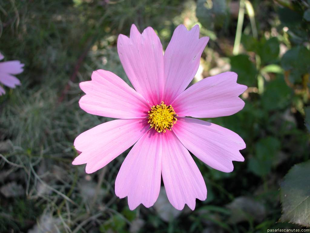 fondo de pantalla de flor malva