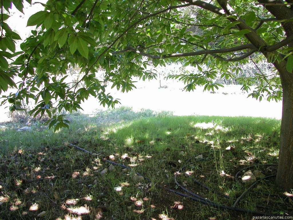 fondo de pantalla de arbol casta�o y sombra