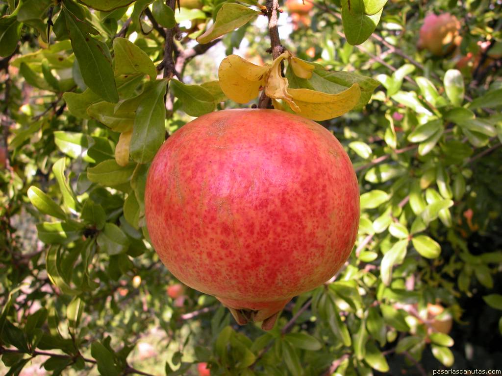 fondo de pantalla de fruta: granada