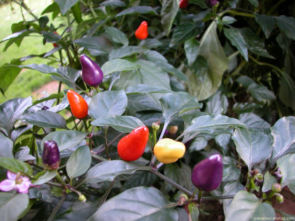 fondo de pantalla de pimientos de colores